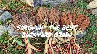 Sorghum- The Best Backyard Grain. Episode 21, Explosive Metabolism.