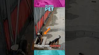 Cão herói SALVA o melhor amigo do fosso! 🐕🚨  #animais #cachorro #shorts