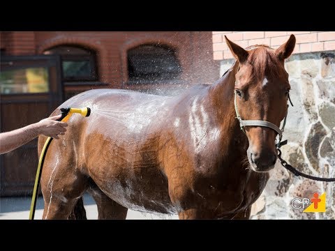 Vídeo: Como Lidar Com Um Cavalo