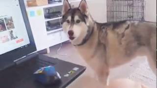 Husky reacts to wolves howling - Coda the husky by Kirsty Bain 3,521 views 4 years ago 1 minute, 27 seconds