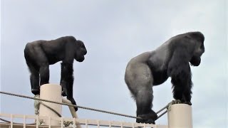 シャバーニ家族 679  Shabani family gorilla