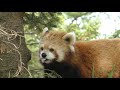 レッサーパンダ　モモちゃん　リンゴを食べに木から降りてきました　【茶臼山動物園】Red panda Momo-chan Chausuyama Zoo