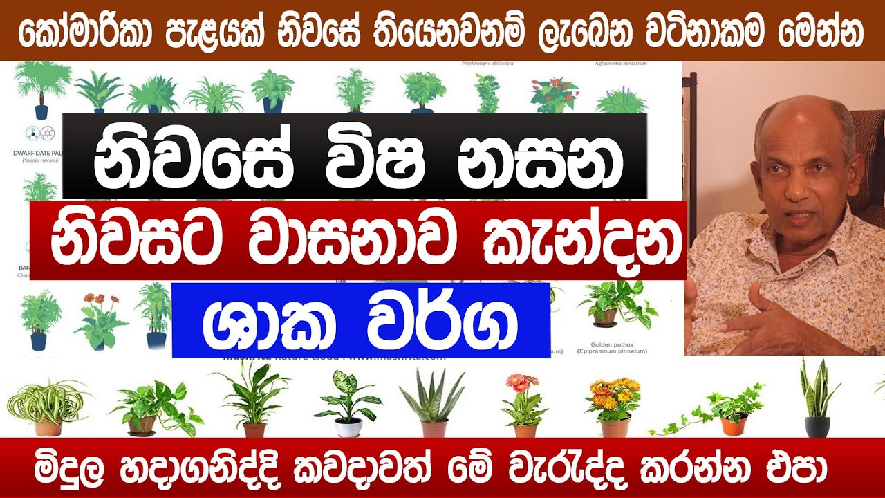 නිවසට වාසනාව කැන්දන විෂ නසන ශාක | කෝමාරිකා පැළයකින් නිවසට ලැබෙන වටිනාකම |  Vaastu tips | Sinhala