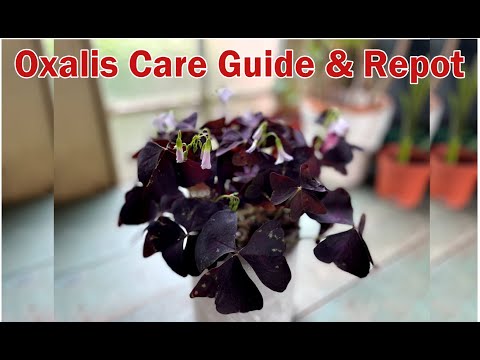 วีดีโอ: การปลูกต้น Oxalis houseplant - เคล็ดลับในการดูแลต้นแชมร็อก