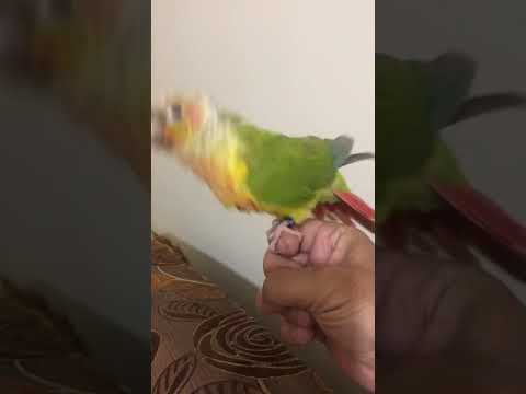 كنيور ي