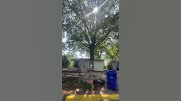 Talk about a big house tree