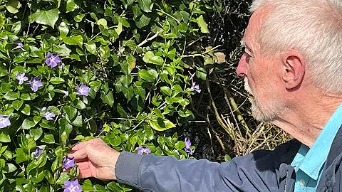 Greater Periwinkle with John Feehan, Wildflowers of Offaly series - DayDayNews