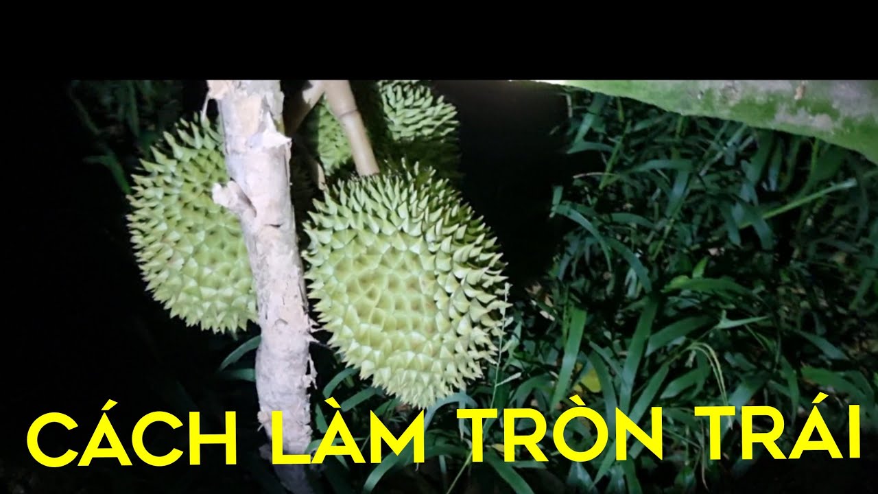 kinh nghiệm cách làm mẫu trái tròn gai nhím đơn giản