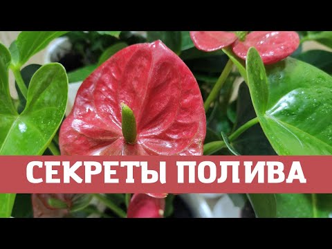 Мужское счастье (антуриум), секреты полива