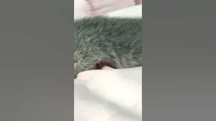 Video 750511: cat meows funnycat kitten, kitten baby cat funnycats, cats funnycats meow cute, kitten cat love meowing, kitten meowing purring, happy cat purring, cat cute kitten sleeping, cutest cats compilation, cute kitten family cat, best cat compilation, cat entertainment