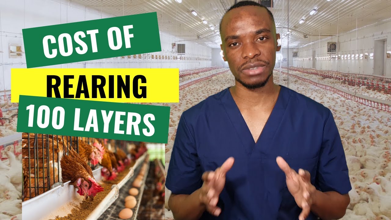 HOW MUCH MONEY DO YOU NEED TO START A POULTRY FARM? - YouTube