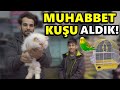 MUHABBET KUŞU ALDIK - TATLI KEDİLERİ SEVDİK - MUSTAFA KUŞ YEMİ YEDİ!