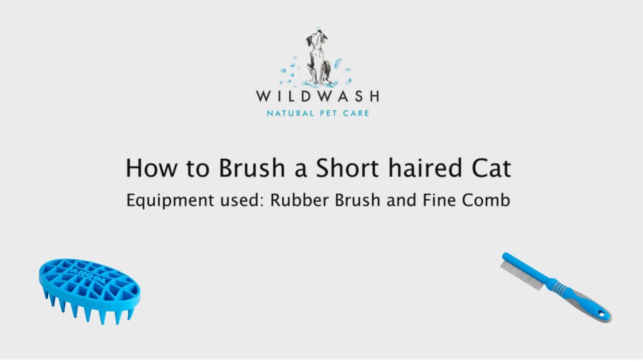 How to Brush a Short Haired Cat WildWash YouTube