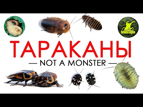 ТАРАКАНЫ. Какие секреты они хранят? [NOT A MONSTER #1]