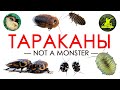 ТАРАКАНЫ. Какие секреты они хранят? [NOT A MONSTER #1]