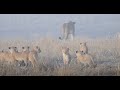 Nharu Pride Bring Their Cubs Out of the Mist | The Virtual Safari #80