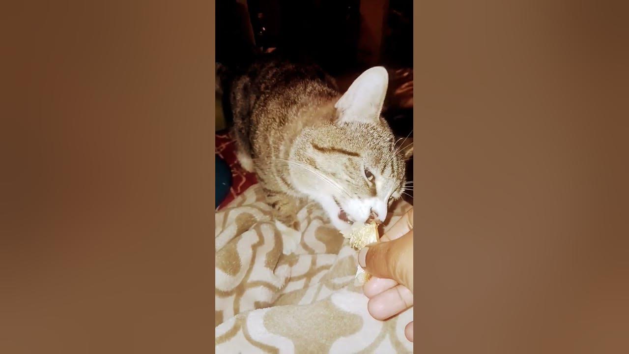 my-cat-wants-to-eat-all-the-time-youtube