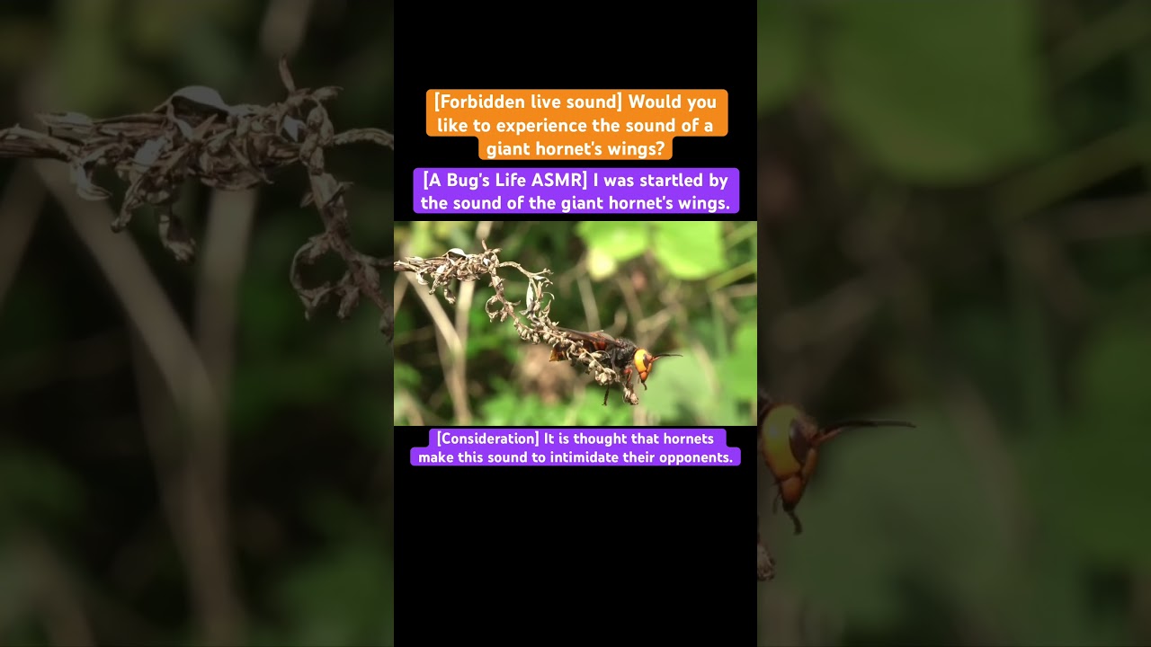 [A Bug's Life ASMR] I was startled by the sound of the giant hornet's wings. 