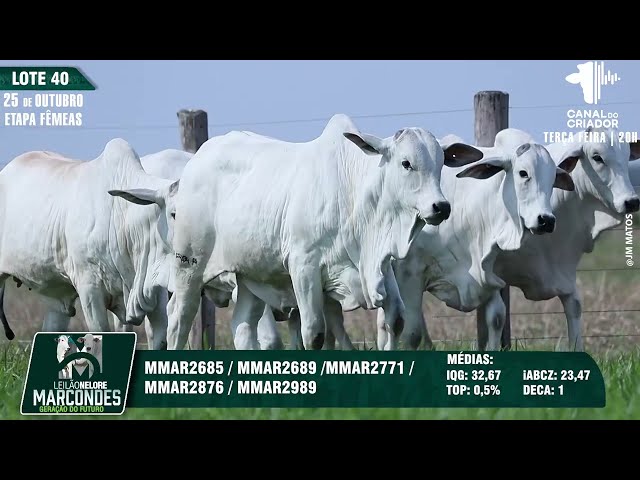 LOTE 40 MMAR 2689 2685 2689 2771 2876