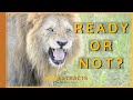 Lion Checks Mate Readiness || Masai Mara || Wild Extracts