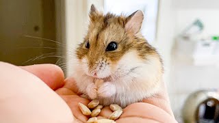 How Hamsters eat seeds - Hamsters love to eat seeds and hoard their food