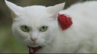 映画『猫侍 南の島へ行く』特報