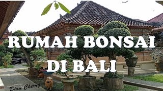 Koleksi Bonsai Umur Puluhan Tahun Dian Cherry| Bonsai cantik Yang terawat| Rumah Bonsai di Bali|