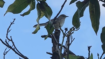 Singing Mockingbird in my Backyard