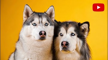 Siberian Husky vs Alaskan Malamute: The Ultimate Showdown!