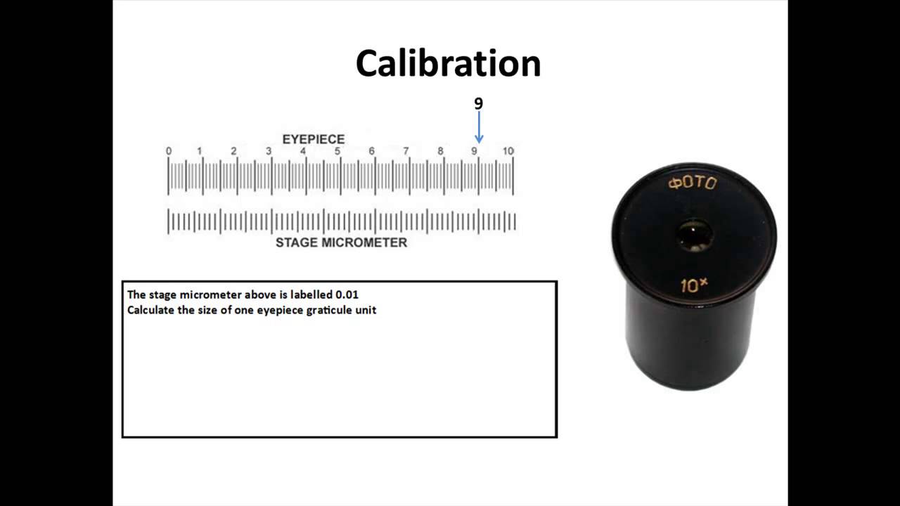 Biology Worksheet Measuring Specimens With Microscope Grid