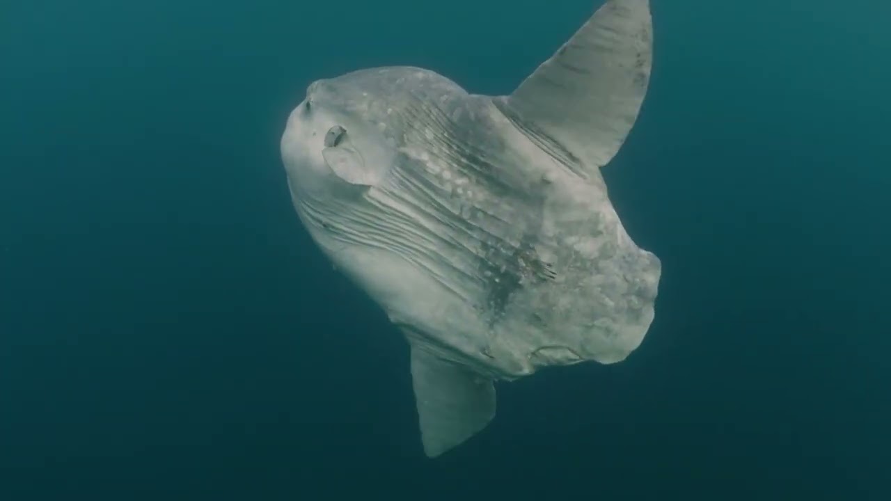 Sommer - Ein Jahr in Kanadas Wildnis