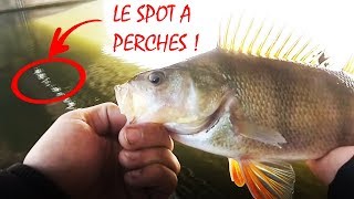 BIG PERCHES et ASPE sur la Moselle !!!