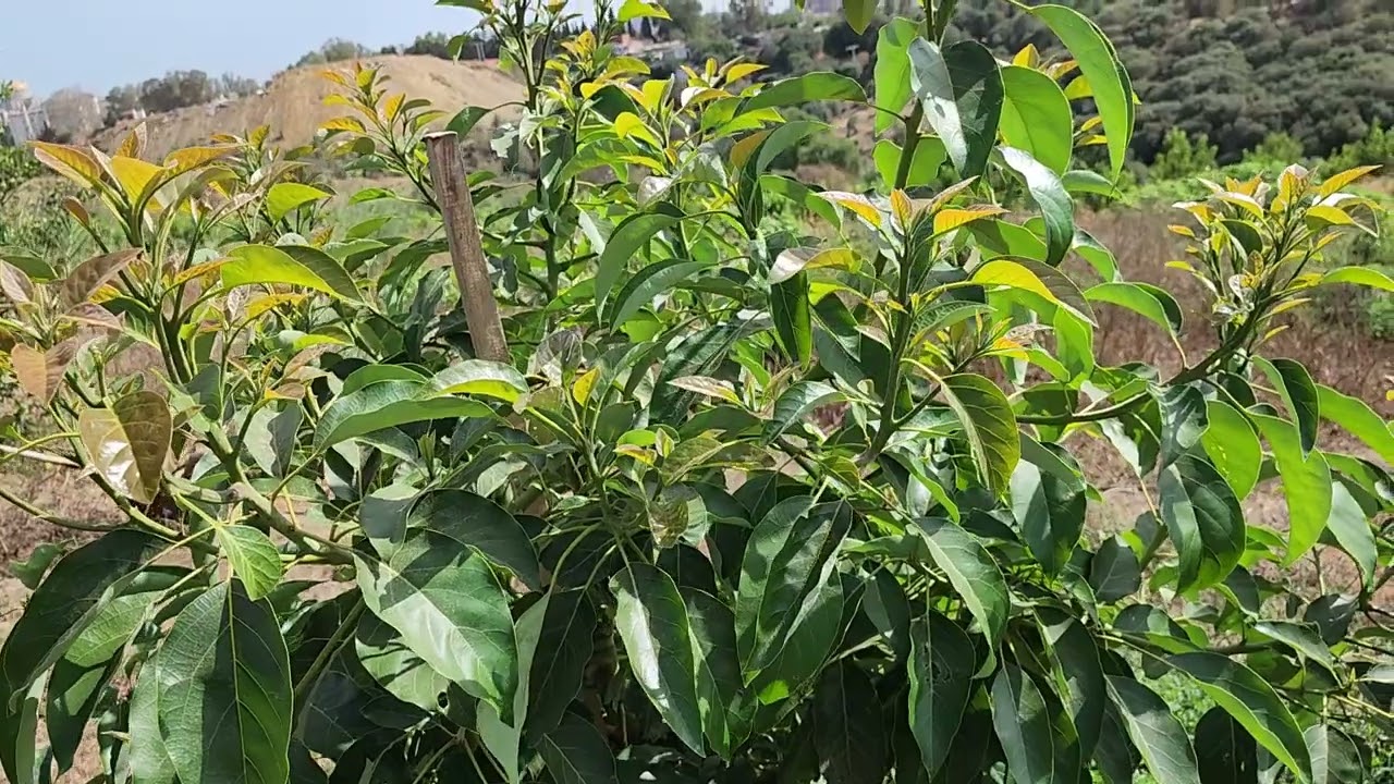شجرة الافوكادو 🥑 في الجزائر 🇩🇿  دراسة جدوى  لغرس الافوكادو +متطلبات الغرس  الغرس الصحيح التسميد