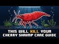 Cherry Shrimp Care: Why Water Stability is Their Best Defense