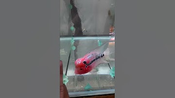 Cá La Hán đẹp giá rẽ - 0933553883