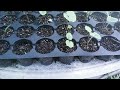 Starting Vietnamese Hollyhock from seed-takes two years for a bloom
