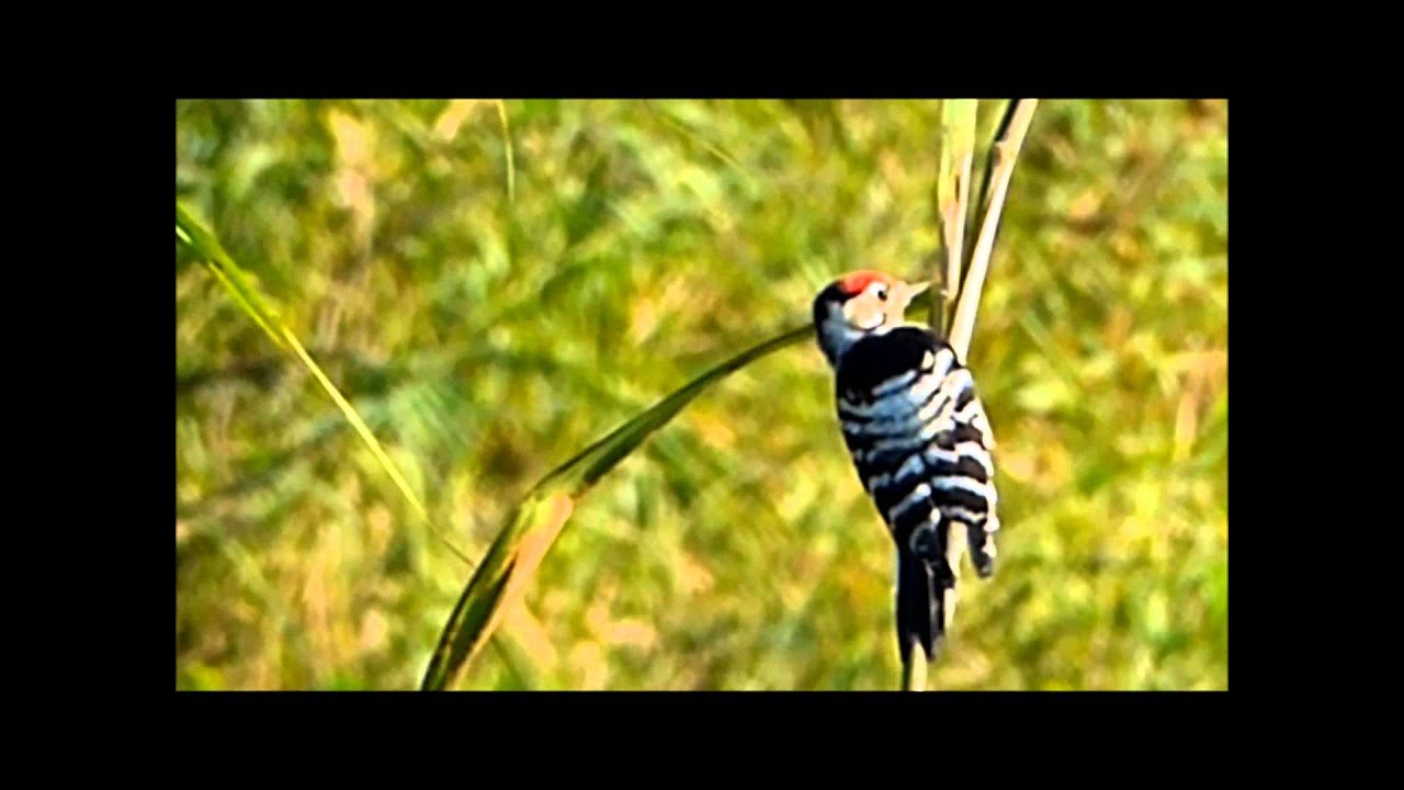 camera iphone 8 plus apk Lesser Spotted Woodpecker