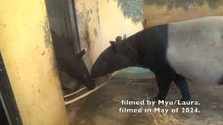 Malayan Tapir At Zoo Antwerpen In Antwerpen