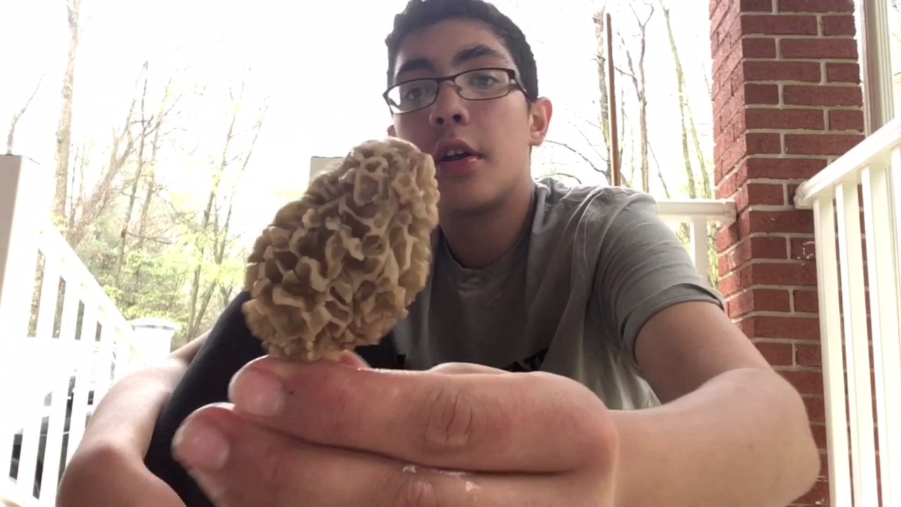 2017 PA morel hunting finds and tips YouTube