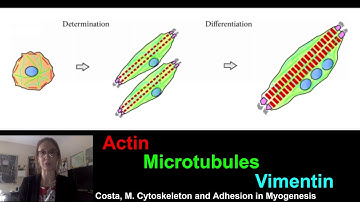 F-actin, vimentin and α-tubulin undergo changes in localization during myogenesis in vitro