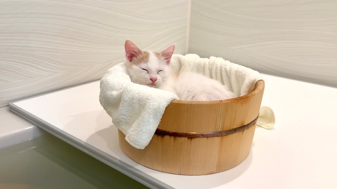 初めて新入り子猫と一緒にお風呂に入ったら気持ち良すぎてこうなっちゃいました…笑