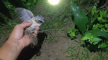 Bẫy chim cút đêm ngày trăng sáng và cái kết