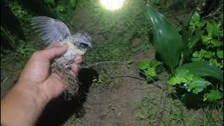 Bẫy chim cút đêm ngày trăng sáng và cái kết