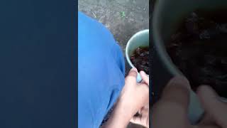 Proses Mengocok Pisibi Dengan Cairan Ferit Lorit