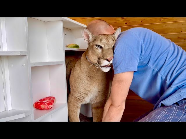 Puma Messi and unwanted guests! Messi refuses to let Sasha into the house!  - YouTube