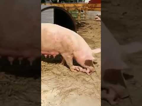 Cerdo comiendo a