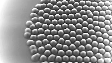 gray-scott reaction diffusion