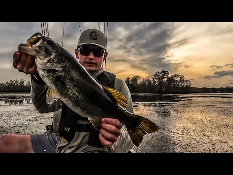 White Bass for Fun and Catfish Bait - Kayak Catfish