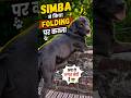 Simba Ne Folding Par Kar Liya Kabza 😂🐶 #shorts#Simba #DogShorts #FunnyDog #CuteDog #PetLover #viral