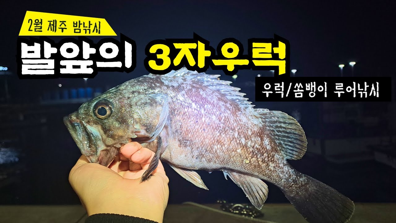 내항 안통에서도 3자 우럭이 잡힌다! 제주도 봄 시즌 내항 우럭, 쏨뱅이 루어낚시 rockfish lure fishing ...